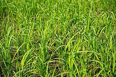 TPS新作《第一后裔》性感女战士兔子预告片展示